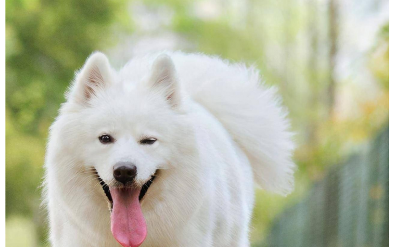 薩摩耶犬多少錢一只