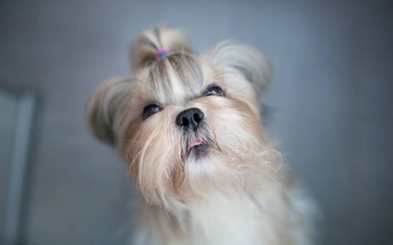 中國本土犬——?西施犬