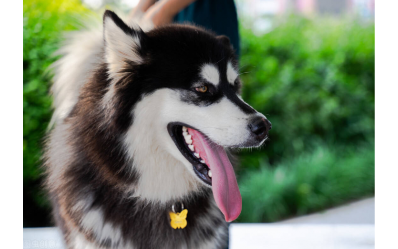 阿拉斯加犬多少錢一只