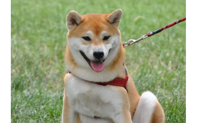 柴犬的價(jià)格科普