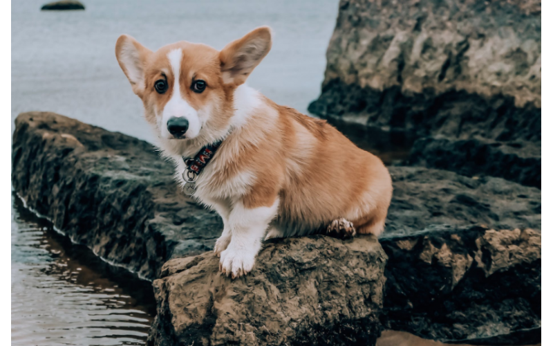 ?飼養(yǎng)柯基犬的注意事項