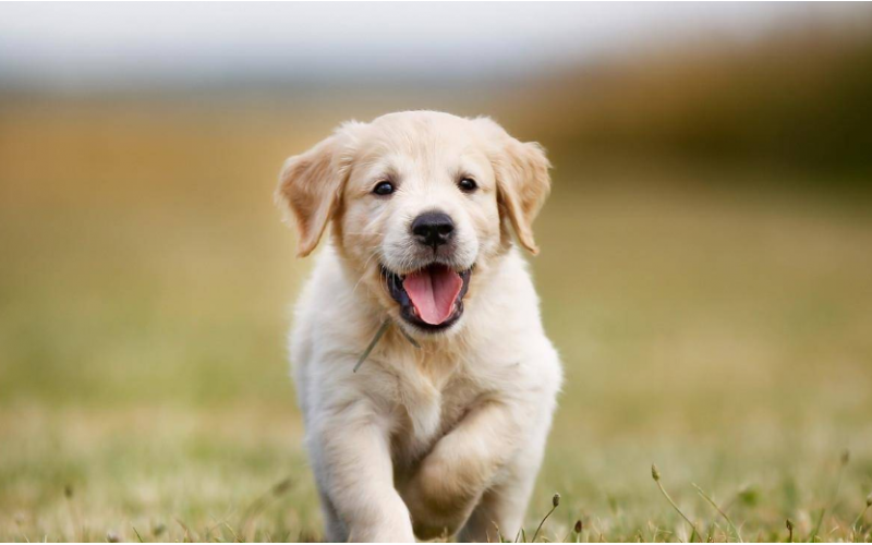 金毛犬的價格