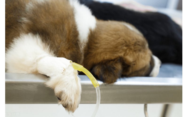 科普：犬瘟有哪些癥狀？