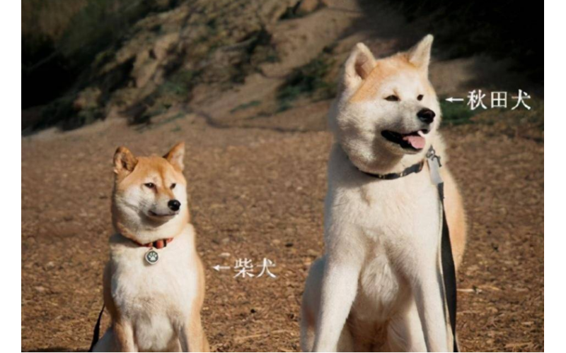 秋田犬的優缺點，養前要知道