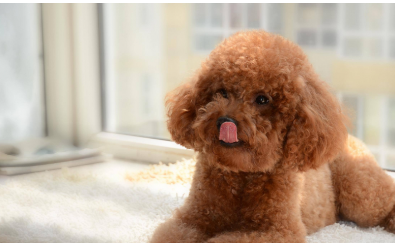 純種的泰迪犬，一般都有這6個特征！