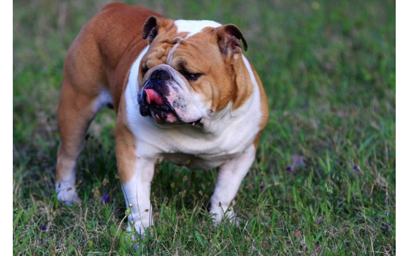 英國斗牛犬的優缺點，養這種狗狗真不容易