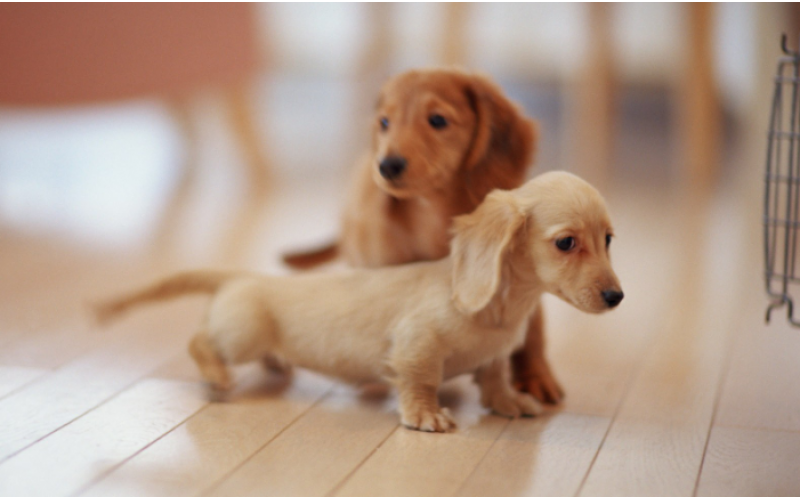 臘腸犬的性格—優(yōu)點(diǎn)和缺點(diǎn)