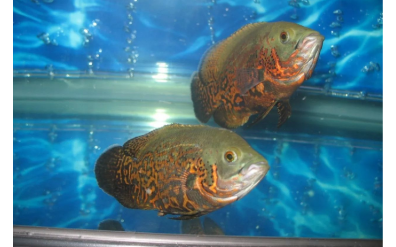 地圖魚怎么養，已經飼養的注意事項