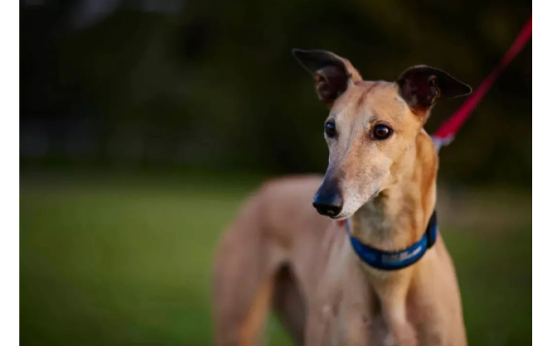 格力犬：世界上腳程速度最快的犬類