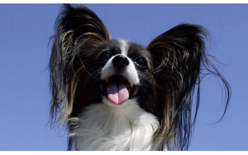 蝴蝶犬圖片欣賞，顏值超高
