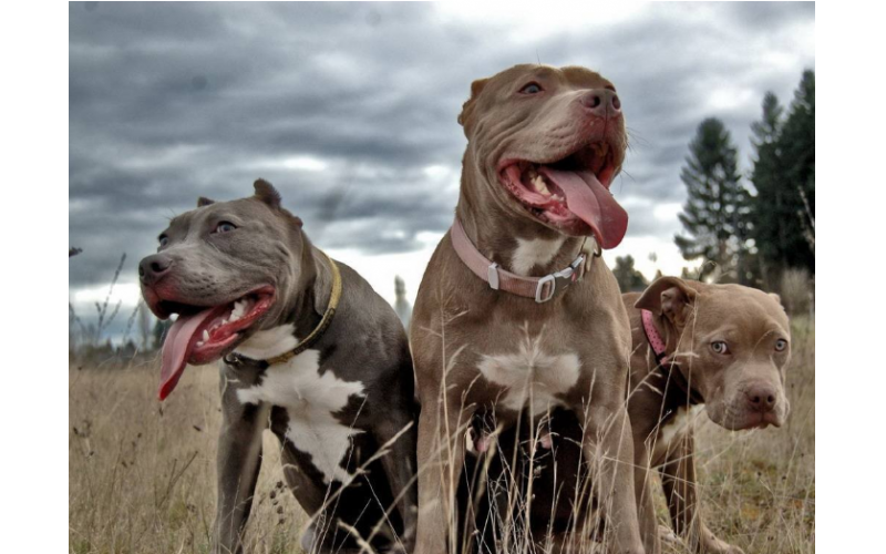 比特犬圖片欣賞，具有極優(yōu)美的體型、發(fā)達的肌肉