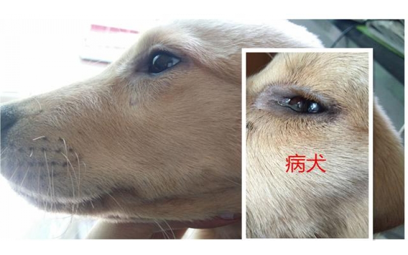 關于犬瘟熱的早期癥狀有哪些
