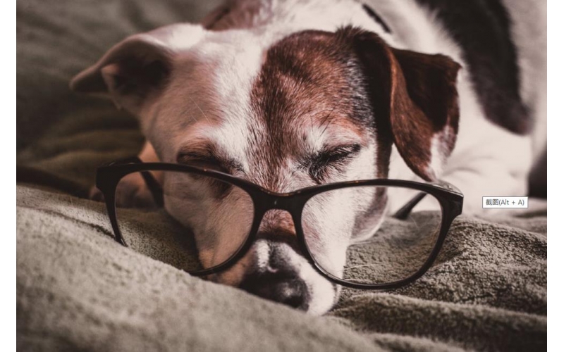 新手養(yǎng)寵:和幼犬的第一天該怎么樣度過?