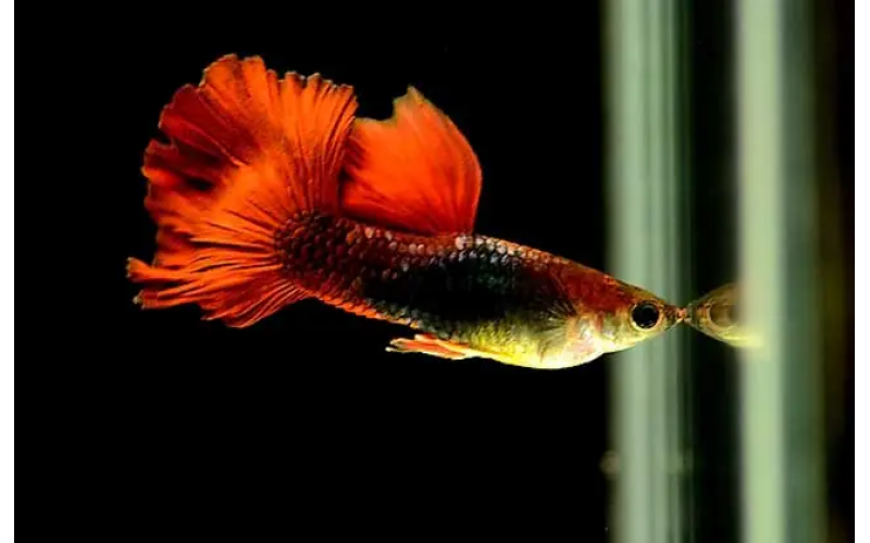 新手推薦——養(yǎng)孔雀魚需要注意的六個方面