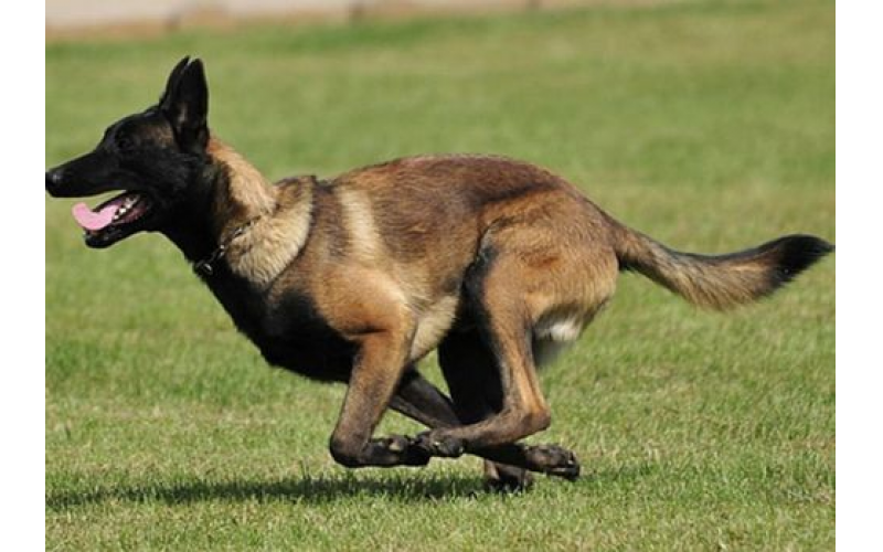 有著“警犬之王”稱號的馬犬，真是讓人又愛又恨