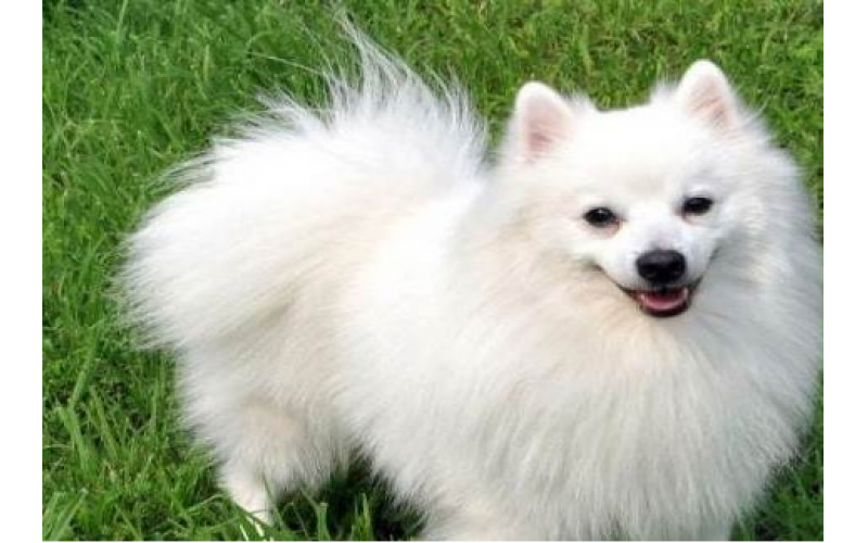 “神仙”顏值的銀狐犬，行似薩摩，貌比白狐，為什么卻很少人養？
