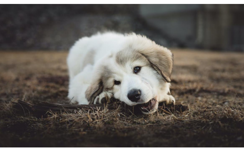 寵物感染犬瘟的四個癥狀，你學會了沒？