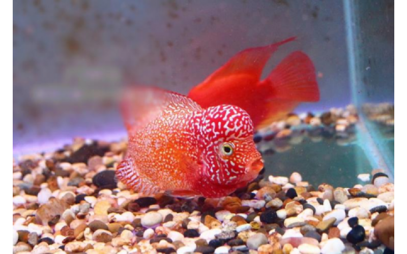 羅漢魚飼養(yǎng)速成秘籍，快來學習！