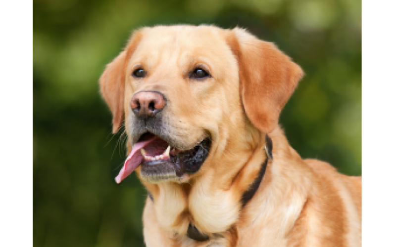 被英國養犬俱樂部承認的狗狗，居然是它，拉布拉多！