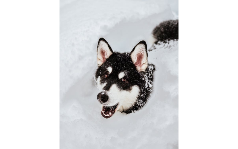 市場上阿拉斯加犬多少錢一只？
