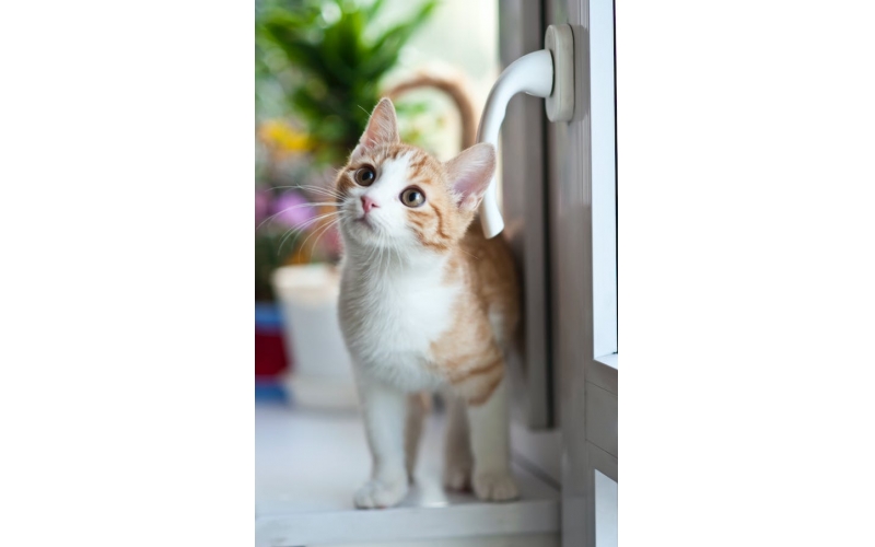 想飼養(yǎng)貓咪，從哪些渠道獲得小貓呢？