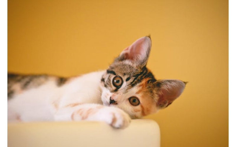 在集體住宅中飼養(yǎng)貓咪需要注意什么？