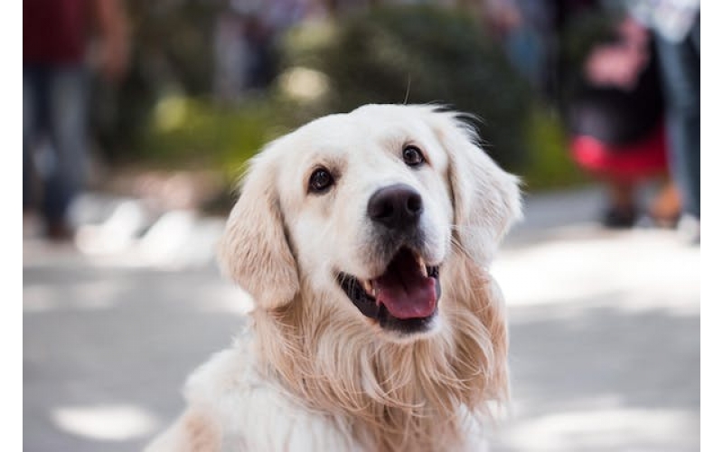 關(guān)于犬細(xì)小病毒你需要了解的知識