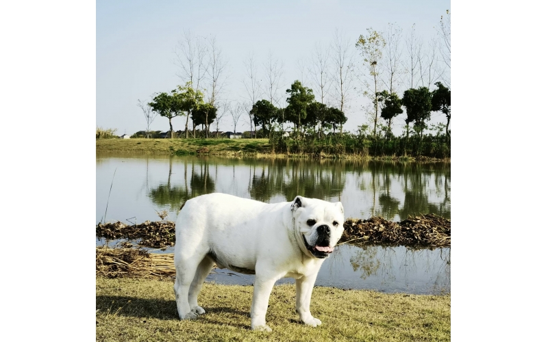 英國斗牛犬是一個(gè)什么的犬種呢？