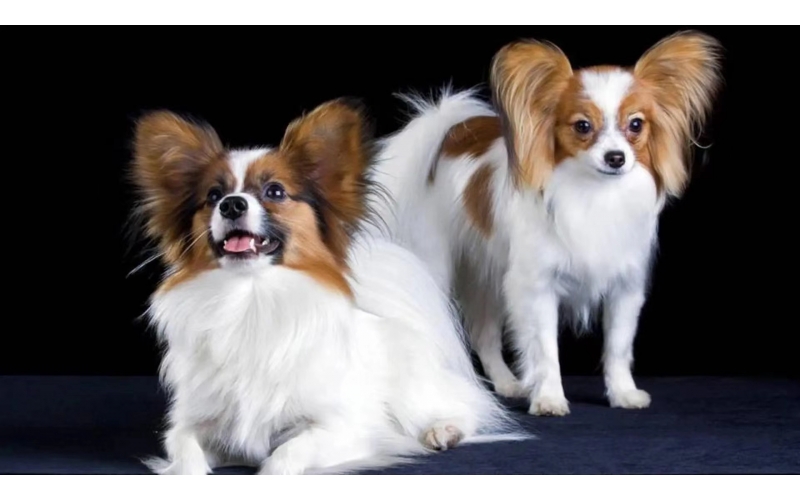 認(rèn)識蝴蝶犬！