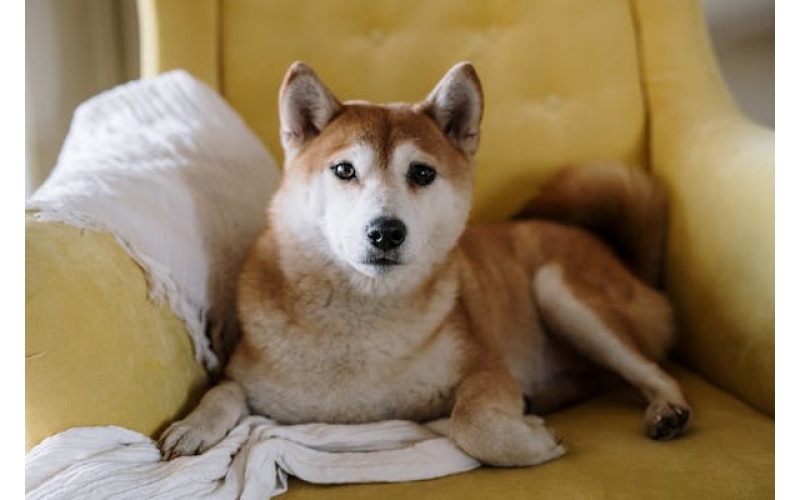 認(rèn)識這樣的柴犬！