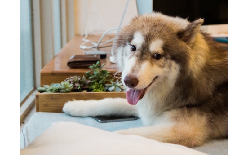 狗狗的食物訓練！