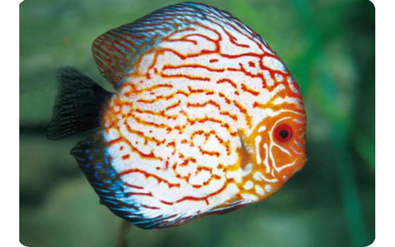 想要飼養熱帶魚，該要如何選購呢？