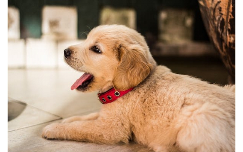 幼犬的飼養管理需要注意什么？