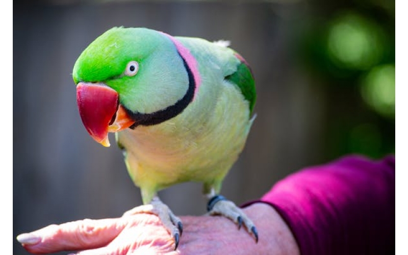 飼養寵物鳥需要什么樣的環境？