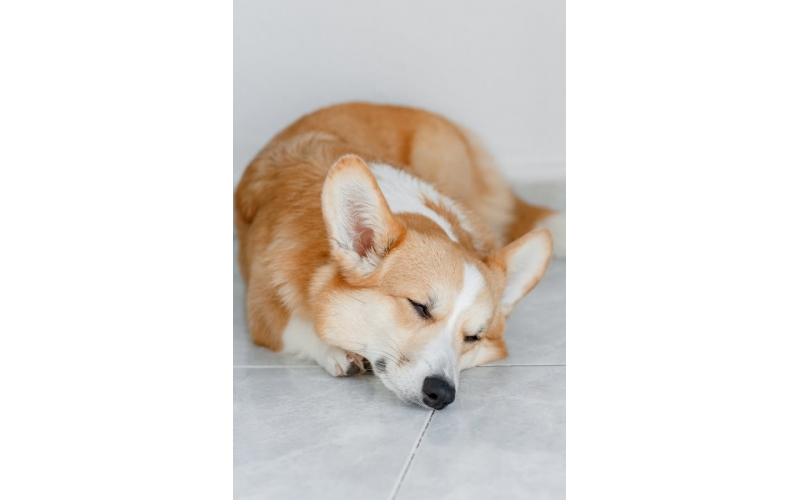 狗狗美容與護理有什么用？