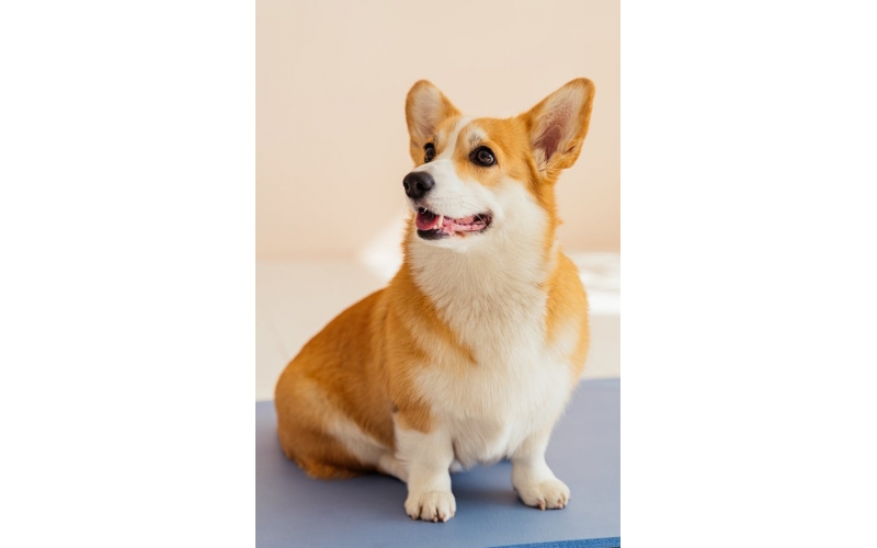 狗狗也會爭寵嗎？