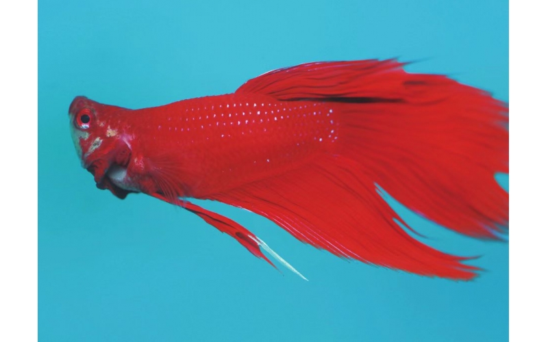 暹羅斗魚有什么特征？如何飼養？