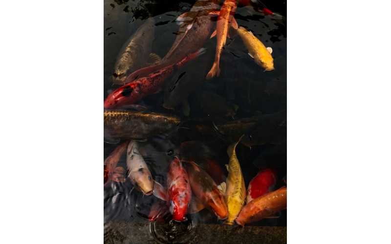誘發魚兒發病的原因以及如何預防？