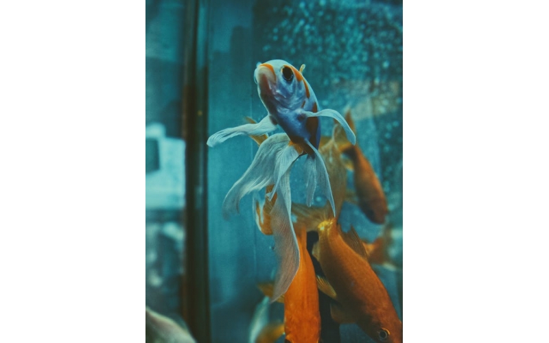 觀賞魚缸的水草、砂石和擺設需要注意什么？