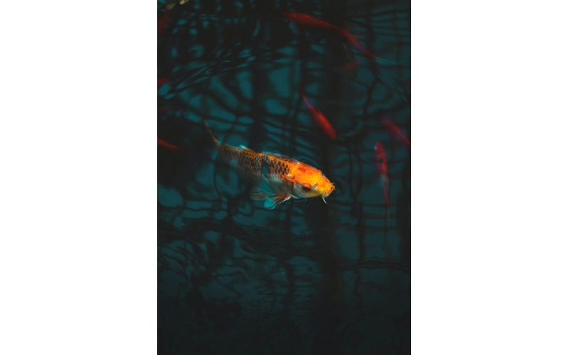 寵物魚該如何飼喂？