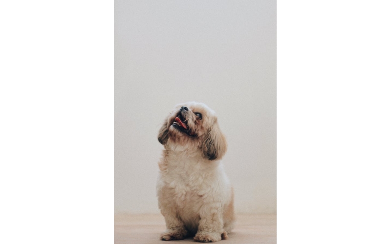 狗狗飼料有哪些種類？