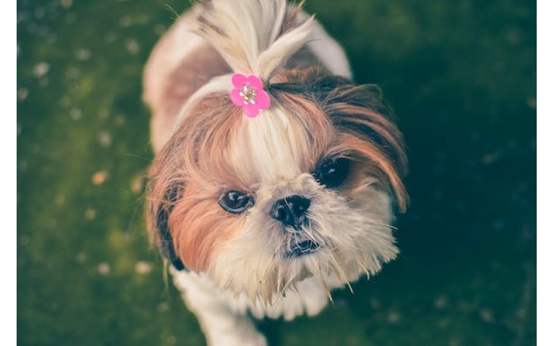 西施犬的毛發該如何修理？