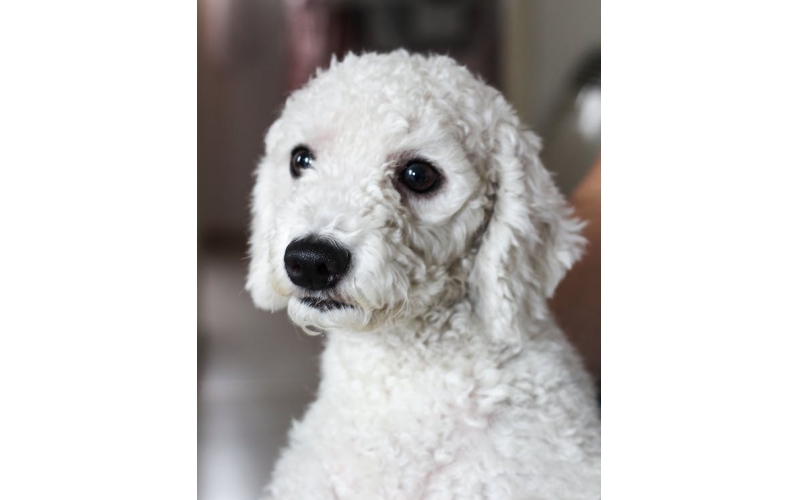常見犬種的美容需要注意的事項！