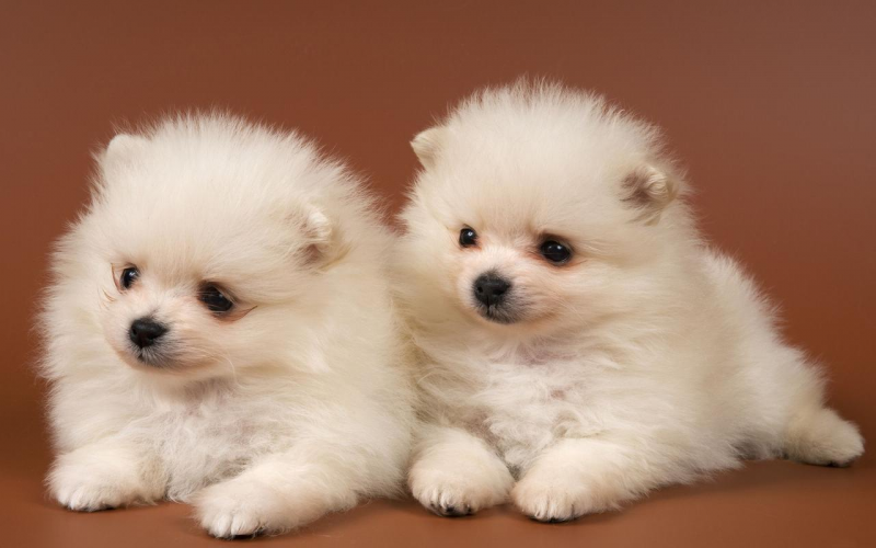 博美犬的棄養率為什么這么高？