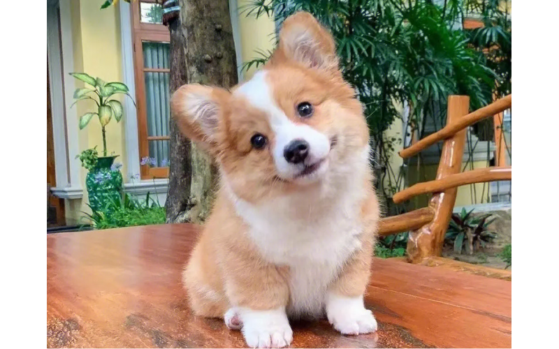 狗狗老愛歪頭的原因終于找到了！