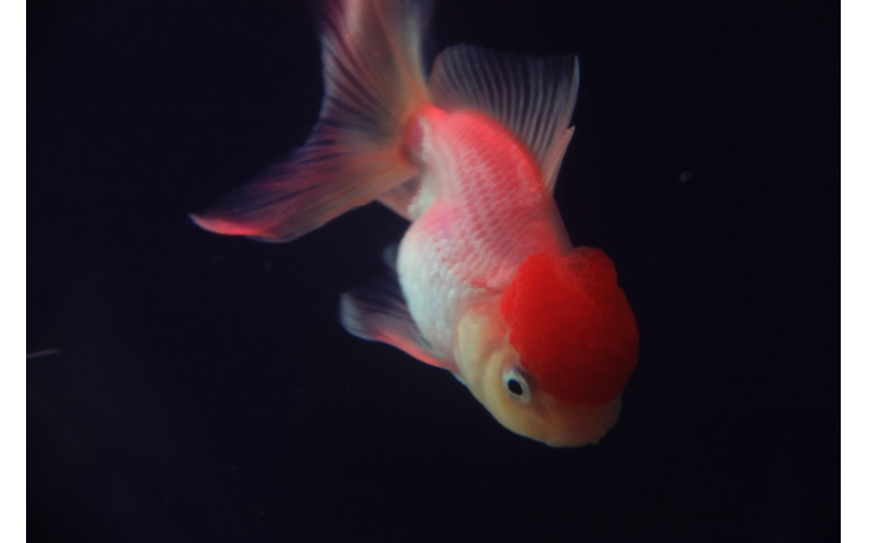 金魚吃什么？你給金魚準備“零食”了嗎？