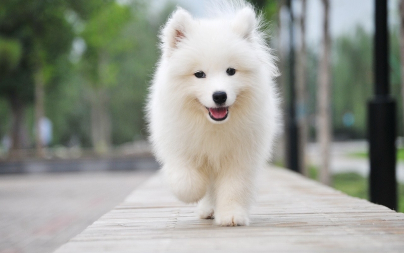 薩摩耶和愛斯基摩犬的區別：如何選擇適合自己的寵物