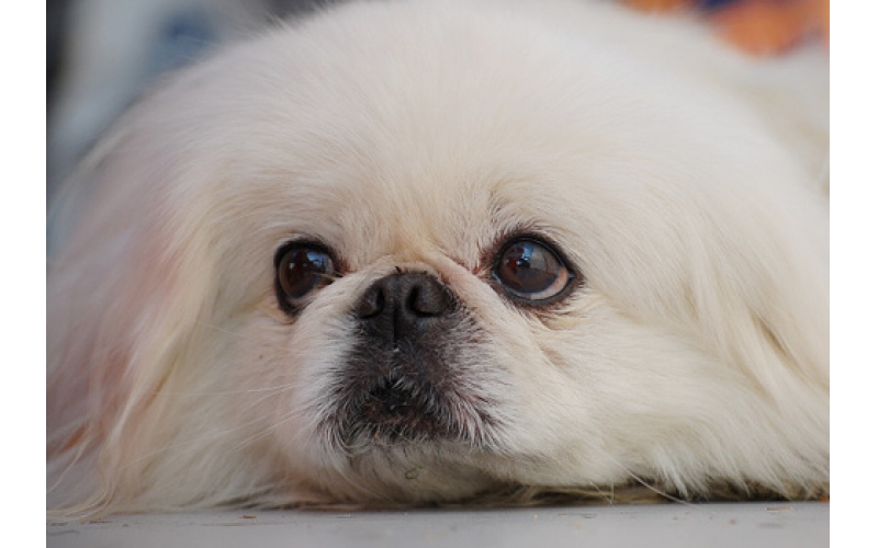 來自帝都的狗王子：北京犬的科普與飼養技巧