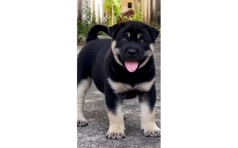 四眉不惑，獨具匠心：深度科普四眉犬