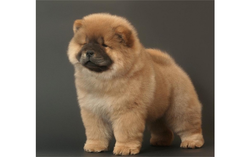 獅子狗松獅，你敢領養嗎？